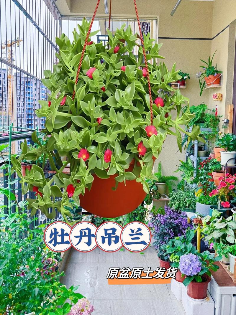 怎么使牡丹吊兰多开花？怎样使牡丹吊兰开花？-第3张图片-优品飞百科