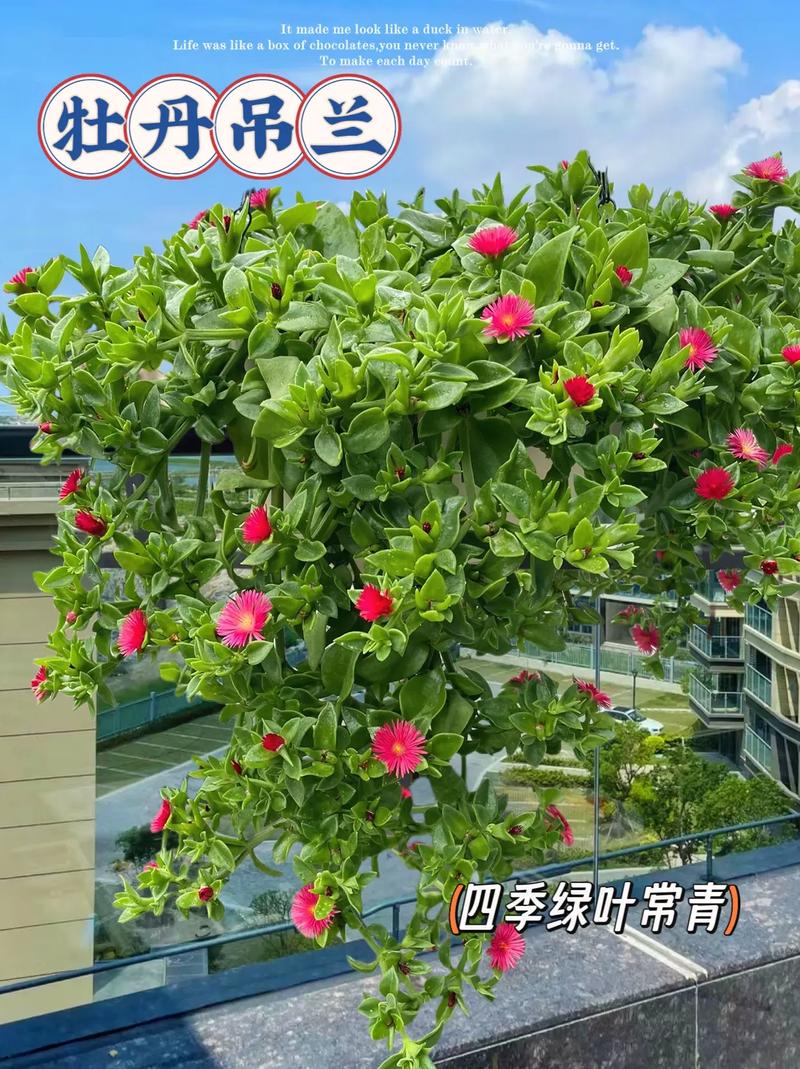 怎么使牡丹吊兰多开花？怎样使牡丹吊兰开花？-第5张图片-优品飞百科