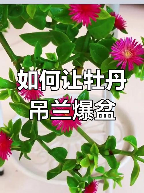 怎么使牡丹吊兰多开花？怎样使牡丹吊兰开花？-第6张图片-优品飞百科