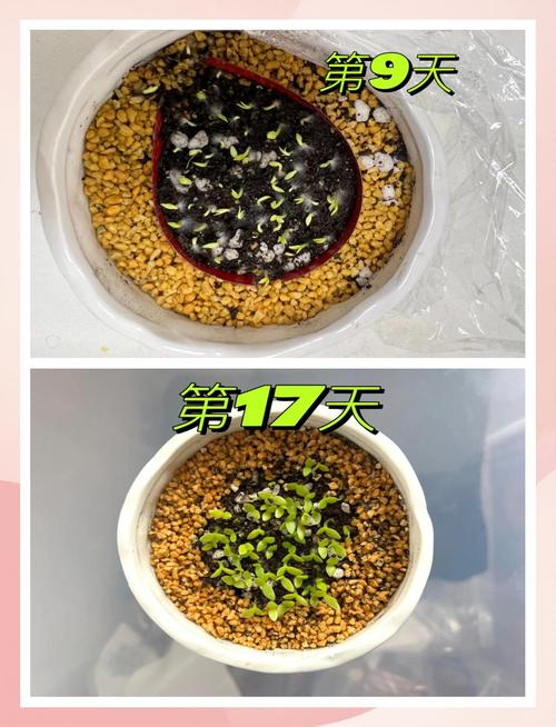 盆栽火龙果的养殖方法和注意事项，盆栽火龙果需要注意什么