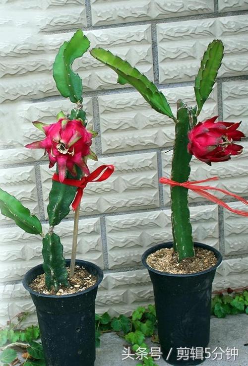 盆栽火龙果的养殖方法和注意事项，盆栽火龙果需要注意什么-第2张图片-优品飞百科