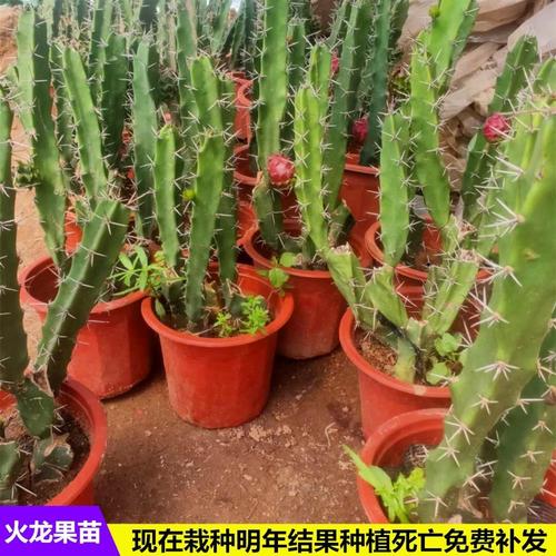 盆栽火龙果的养殖方法和注意事项，盆栽火龙果需要注意什么-第3张图片-优品飞百科