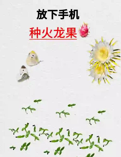 盆栽火龙果的养殖方法和注意事项，盆栽火龙果需要注意什么-第4张图片-优品飞百科