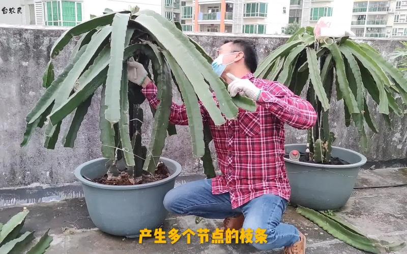 盆栽火龙果的养殖方法和注意事项，盆栽火龙果需要注意什么-第5张图片-优品飞百科