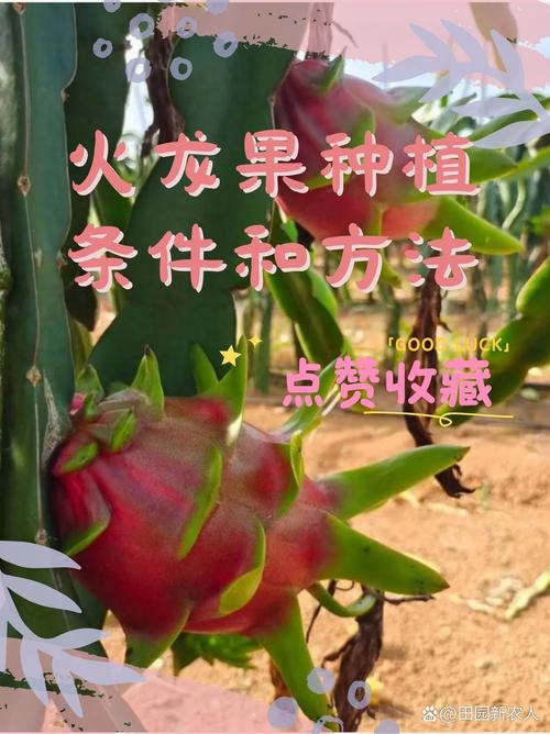 盆栽火龙果的养殖方法和注意事项，盆栽火龙果需要注意什么-第6张图片-优品飞百科