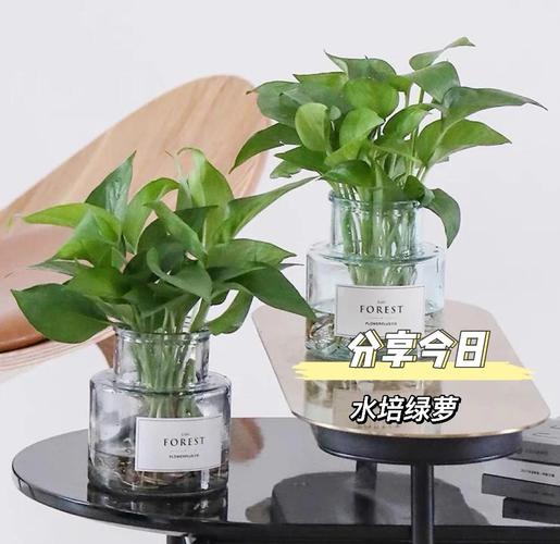 绿萝冬天应该怎么养？绿萝冬天怎么养才能安全过冬？