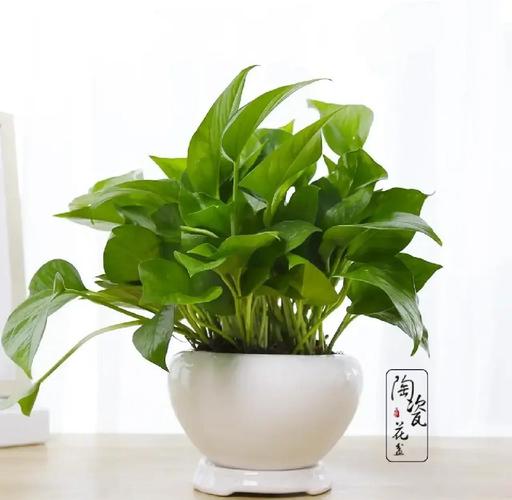 绿萝冬天应该怎么养？绿萝冬天怎么养才能安全过冬？-第3张图片-优品飞百科