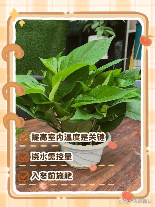 绿萝冬天应该怎么养？绿萝冬天怎么养才能安全过冬？-第4张图片-优品飞百科