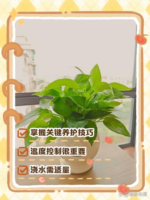 绿萝冬天应该怎么养？绿萝冬天怎么养才能安全过冬？-第5张图片-优品飞百科