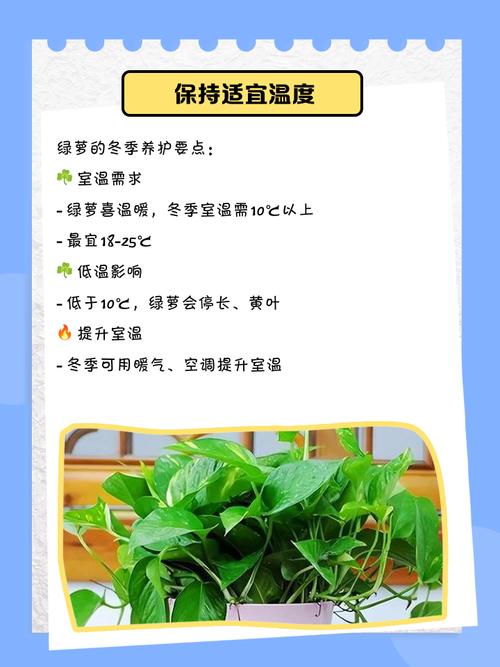 绿萝冬天应该怎么养？绿萝冬天怎么养才能安全过冬？-第6张图片-优品飞百科