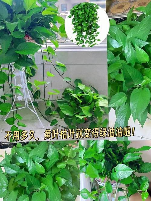 绿萝冬天应该怎么养？绿萝冬天怎么养才能安全过冬？-第8张图片-优品飞百科