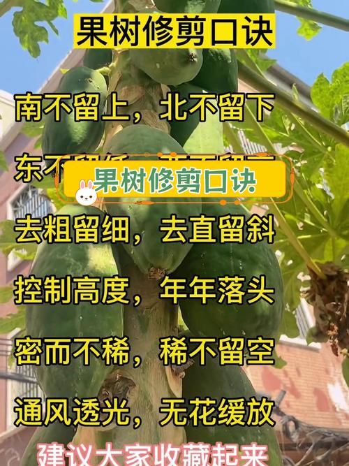 果树修剪技术?果树修剪技术图解?-第2张图片-优品飞百科 果树修剪技术?果树修剪技术图解?-第2张图片-优品飞百科