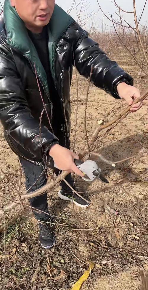 果树修剪技术?果树修剪技术图解?-第3张图片-优品飞百科 果树修剪技术?果树修剪技术图解?-第3张图片-优品飞百科