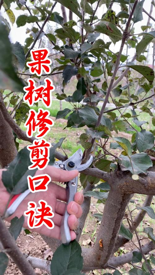 果树修剪技术?果树修剪技术图解?-第4张图片-优品飞百科 果树修剪技术?果树修剪技术图解?-第4张图片-优品飞百科