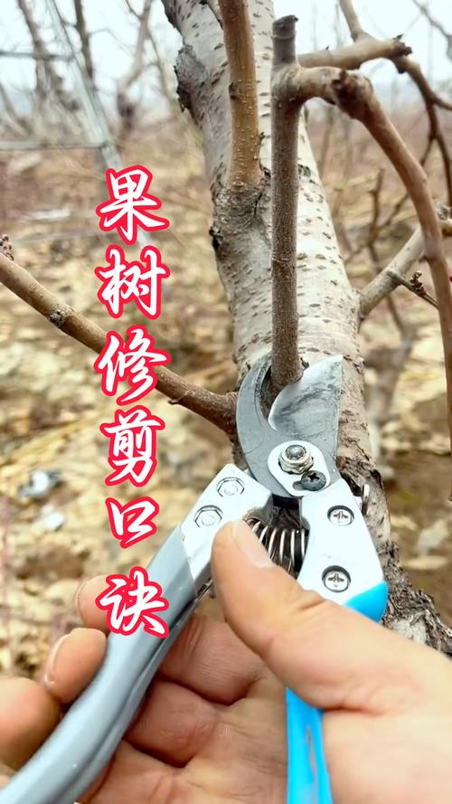 果树修剪技术?果树修剪技术图解?-第5张图片-优品飞百科 果树修剪技术?果树修剪技术图解?-第5张图片-优品飞百科