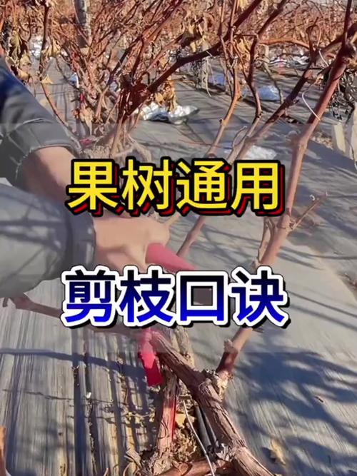 果树修剪技术?果树修剪技术图解?-第6张图片-优品飞百科 果树修剪技术?果树修剪技术图解?-第6张图片-优品飞百科