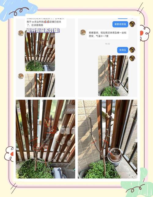 果树修剪技术?果树修剪技术图解?-第7张图片-优品飞百科 果树修剪技术?果树修剪技术图解?-第7张图片-优品飞百科