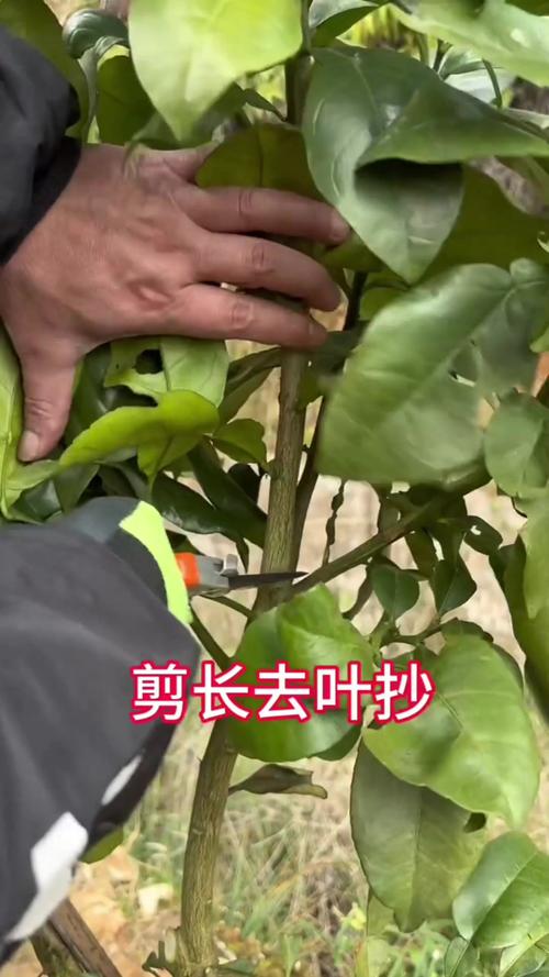 果树修剪技术?果树修剪技术图解?-第8张图片-优品飞百科 果树修剪技术?果树修剪技术图解?-第8张图片-优品飞百科