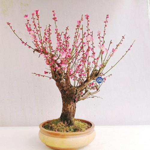 红梅盆栽养殖方法？红梅盆栽养殖方法图解？-第2张图片-优品飞百科