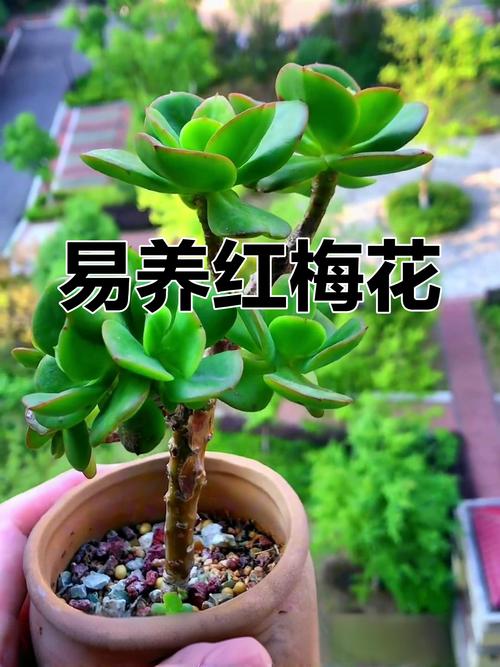 红梅盆栽养殖方法？红梅盆栽养殖方法图解？-第3张图片-优品飞百科