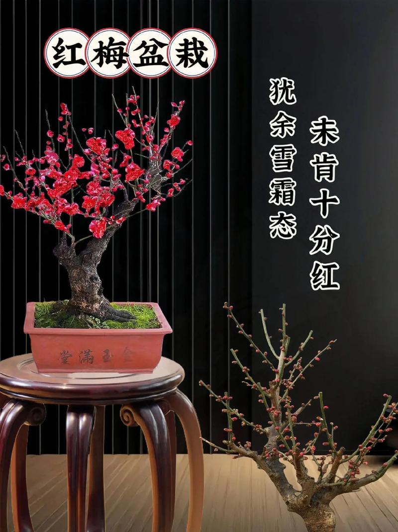 红梅盆栽养殖方法？红梅盆栽养殖方法图解？-第4张图片-优品飞百科