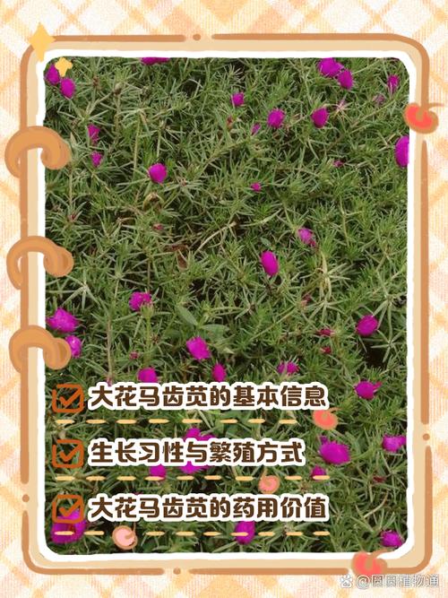 大花马齿苋的养殖方法，大花马齿苋的养殖方法图解？