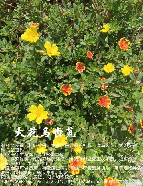 大花马齿苋的养殖方法，大花马齿苋的养殖方法图解？-第2张图片-优品飞百科