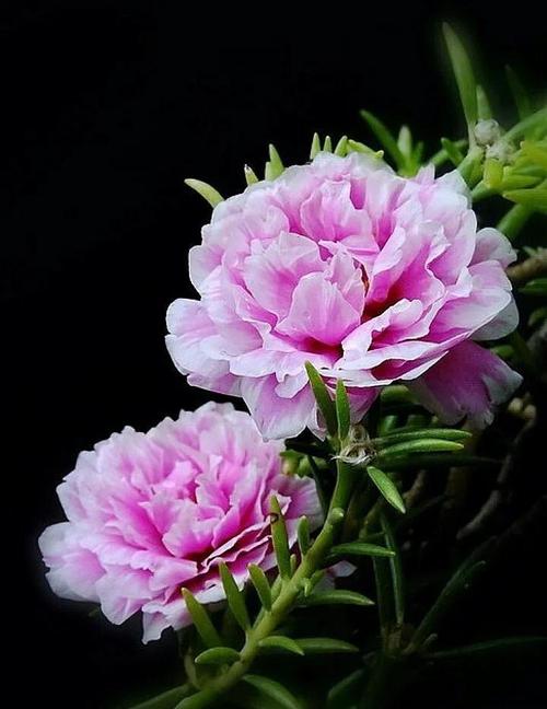 大花马齿苋的养殖方法，大花马齿苋的养殖方法图解？-第3张图片-优品飞百科