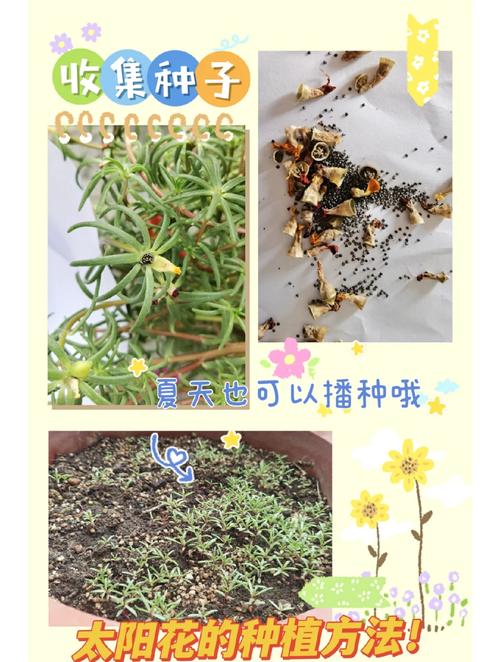 大花马齿苋的养殖方法，大花马齿苋的养殖方法图解？-第4张图片-优品飞百科