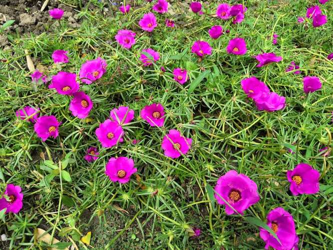 大花马齿苋的养殖方法，大花马齿苋的养殖方法图解？-第5张图片-优品飞百科