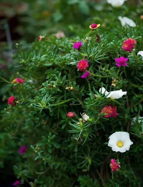 大花马齿苋的养殖方法，大花马齿苋的养殖方法图解？-第6张图片-优品飞百科