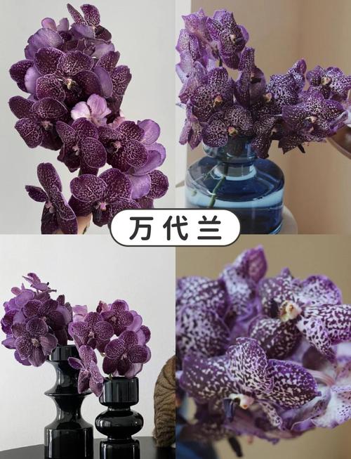 新买的万代兰怎么养，万代兰的养殖方法和注意事项？