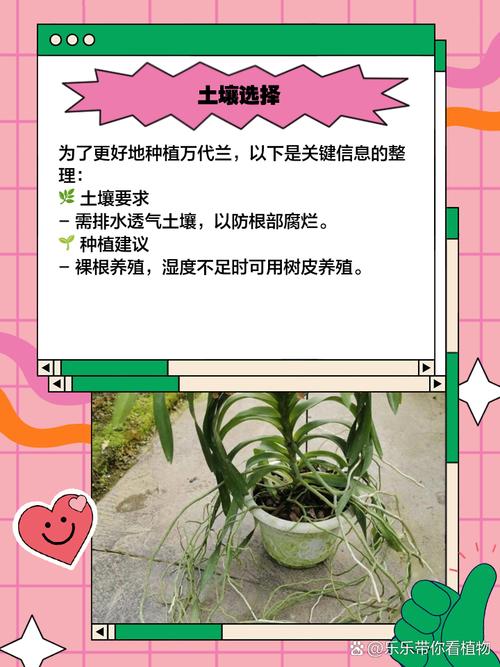 新买的万代兰怎么养，万代兰的养殖方法和注意事项？-第2张图片-优品飞百科