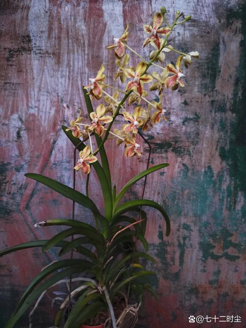 新买的万代兰怎么养，万代兰的养殖方法和注意事项？-第3张图片-优品飞百科