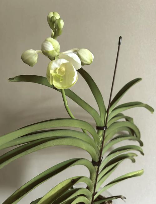 新买的万代兰怎么养，万代兰的养殖方法和注意事项？-第4张图片-优品飞百科