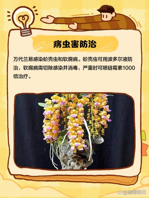 新买的万代兰怎么养，万代兰的养殖方法和注意事项？-第5张图片-优品飞百科