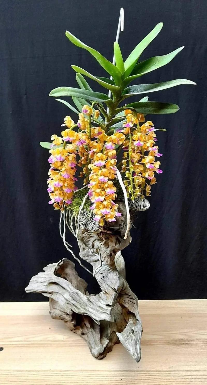 新买的万代兰怎么养，万代兰的养殖方法和注意事项？-第6张图片-优品飞百科