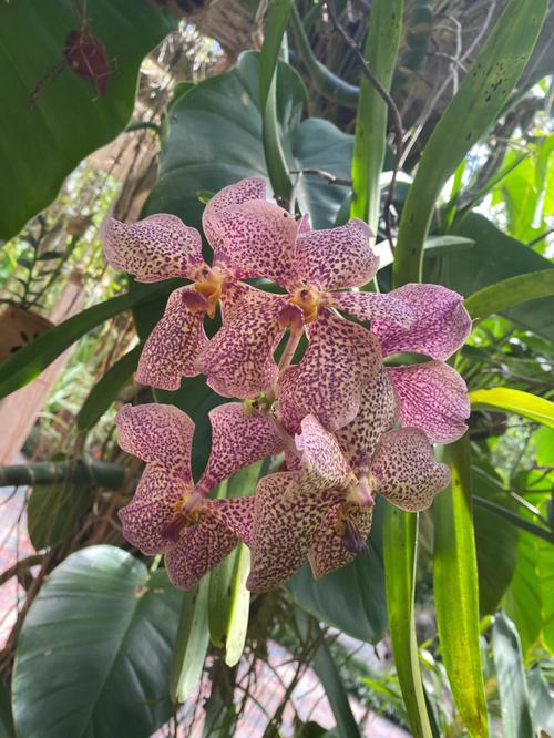 新买的万代兰怎么养，万代兰的养殖方法和注意事项？-第7张图片-优品飞百科