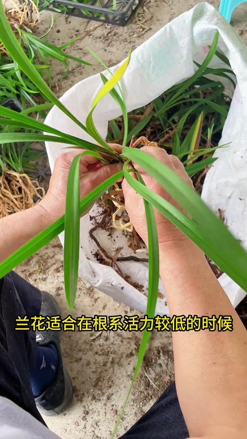 兰花怎样分株发苗率高？兰花如何分株？