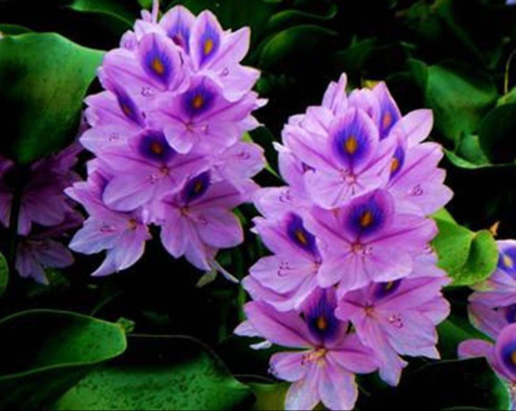 凤眼蓝种子怎么种，凤眼蓝危害作物