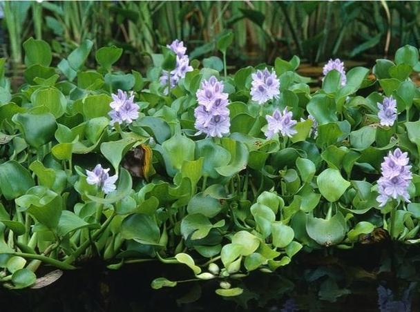 凤眼蓝种子怎么种，凤眼蓝危害作物-第2张图片-优品飞百科