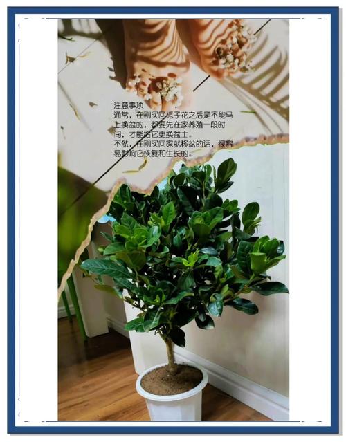 栀子花怎么爆盆，栀子花怎么爆盆视频？