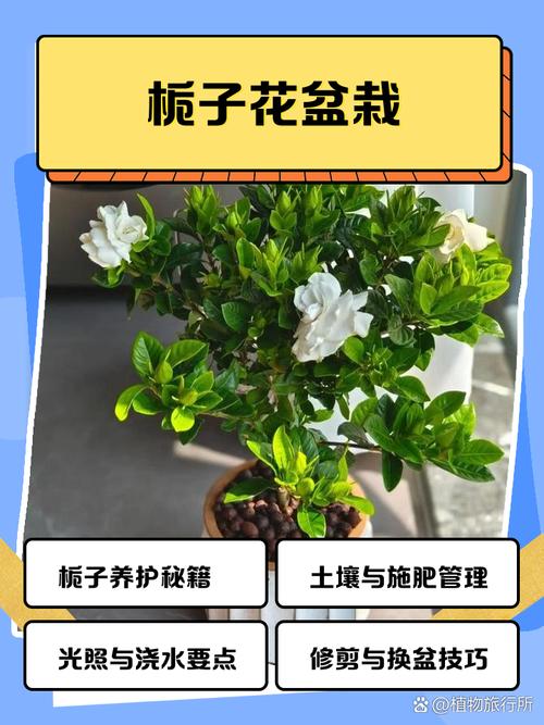 栀子花怎么爆盆，栀子花怎么爆盆视频？-第3张图片-优品飞百科