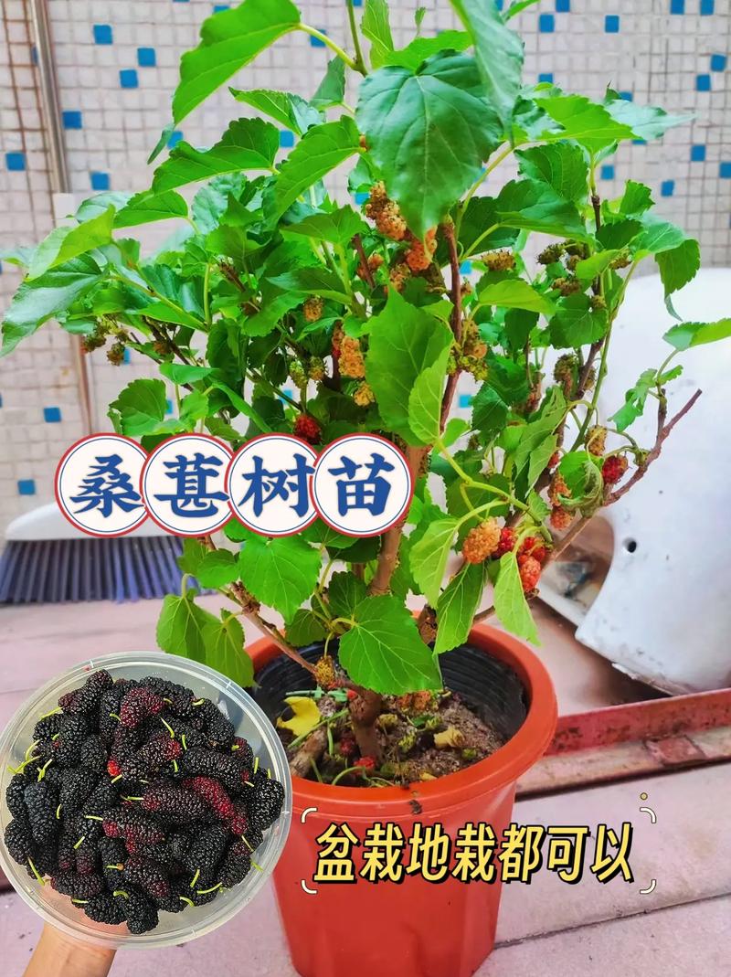 桑葚怎么养长的好，桑葚怎么长成的？