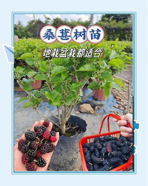 桑葚怎么养长的好，桑葚怎么长成的？-第2张图片-优品飞百科