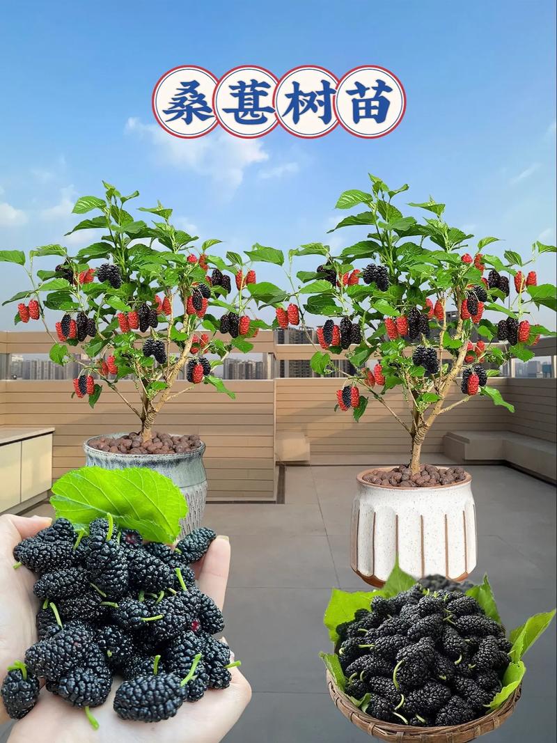 桑葚怎么养长的好，桑葚怎么长成的？-第4张图片-优品飞百科