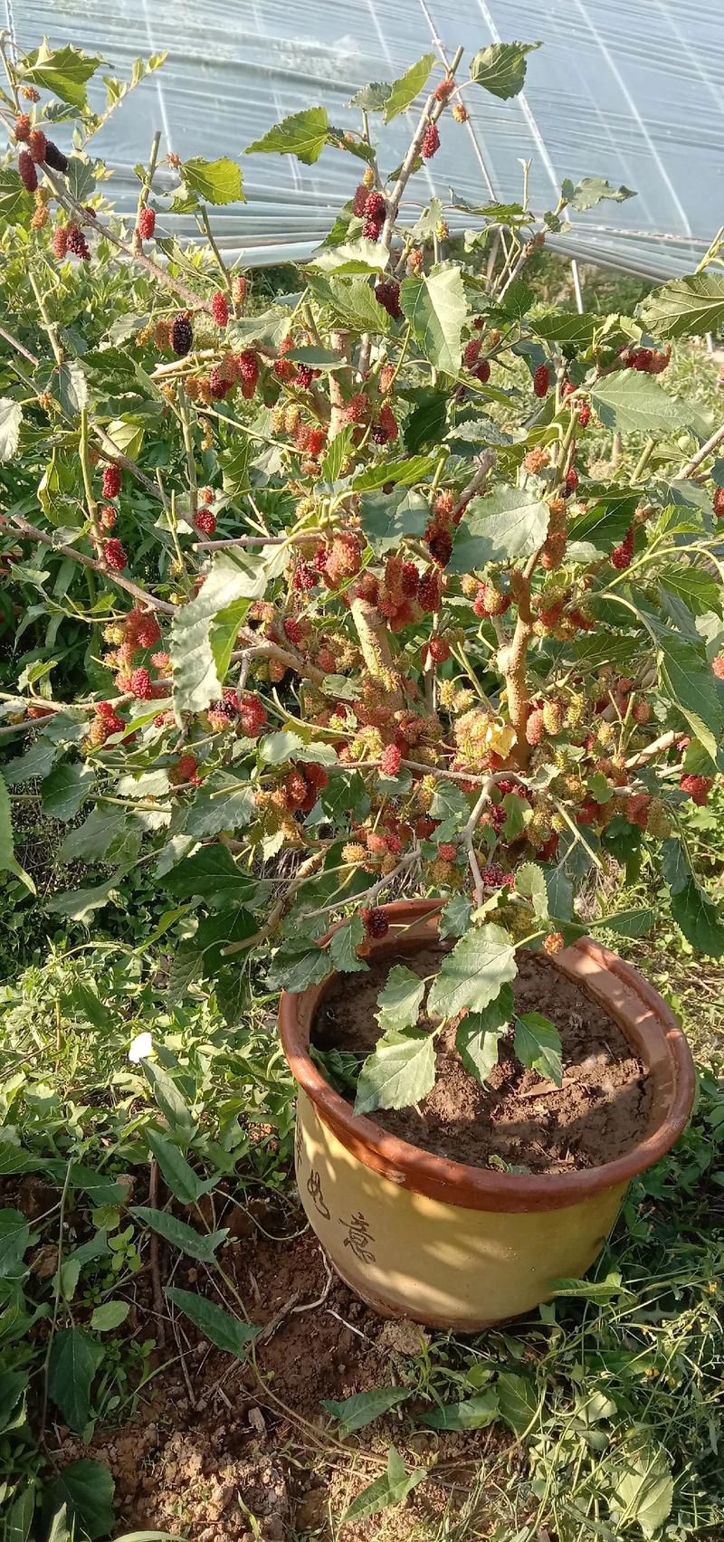 桑葚怎么养长的好，桑葚怎么长成的？-第5张图片-优品飞百科