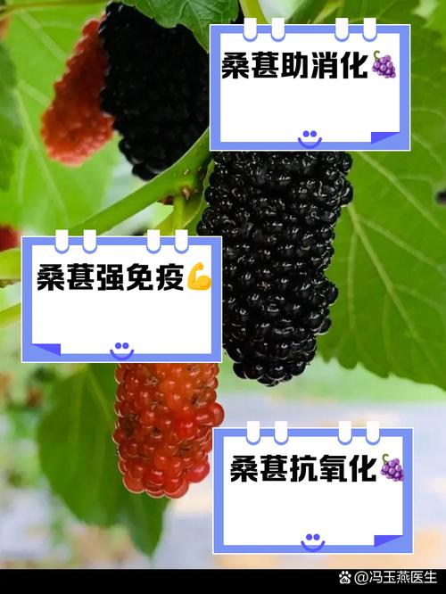 桑葚怎么养长的好，桑葚怎么长成的？-第6张图片-优品飞百科