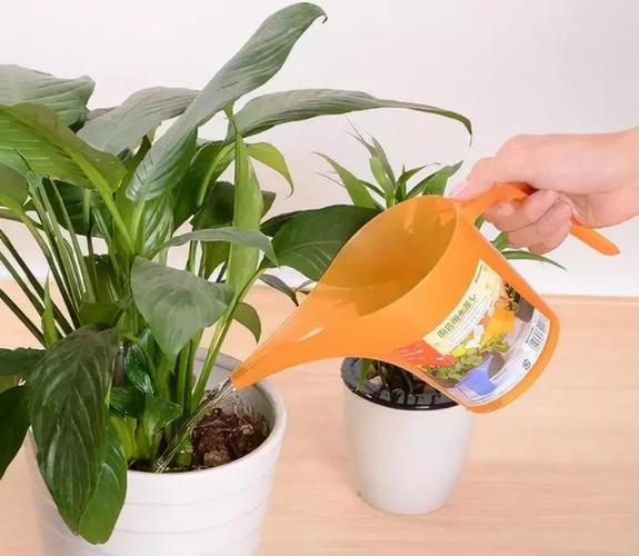 用这“3种”水来浇花，用啥水浇花长得旺？