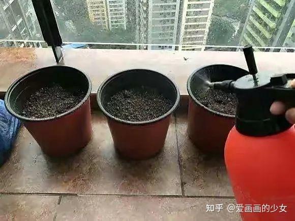 用这“3种”水来浇花，用啥水浇花长得旺？-第3张图片-优品飞百科